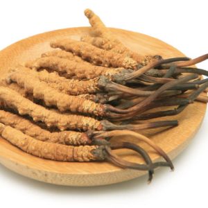 Cordyceps sinensis